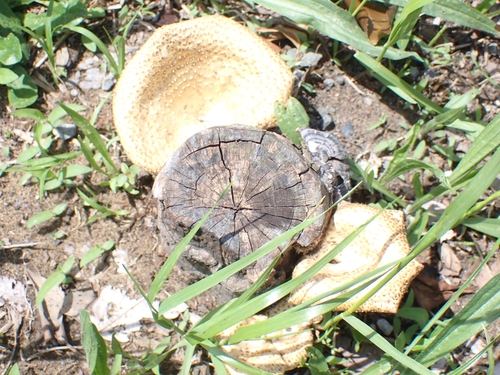 Lentinus squarrosulus