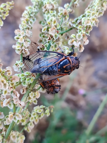 Psalmocharias plagifera