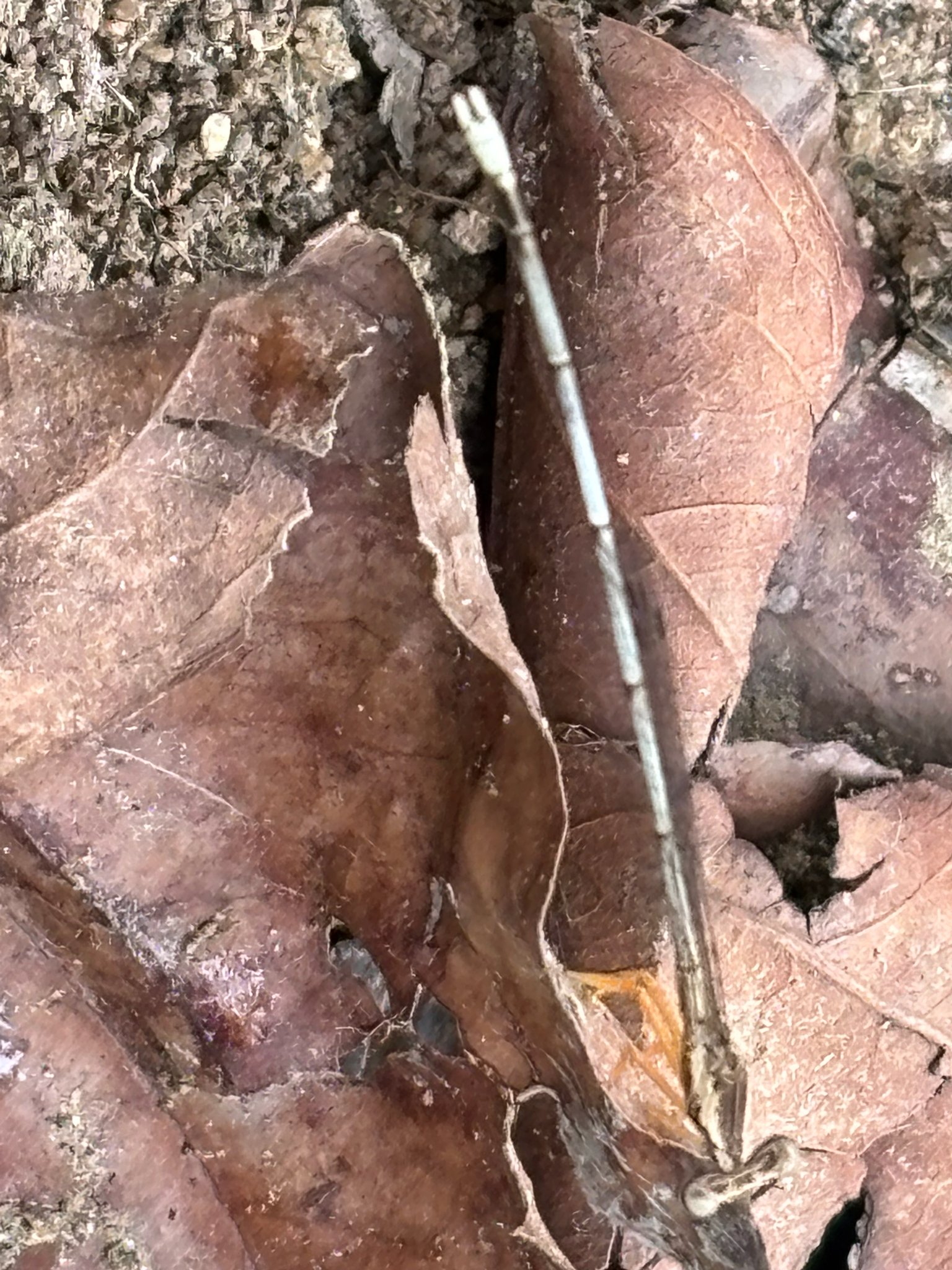 Yellow Featherleg