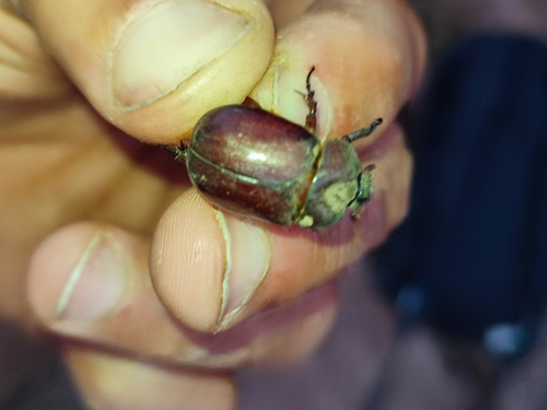 Phyllognathus excavatus