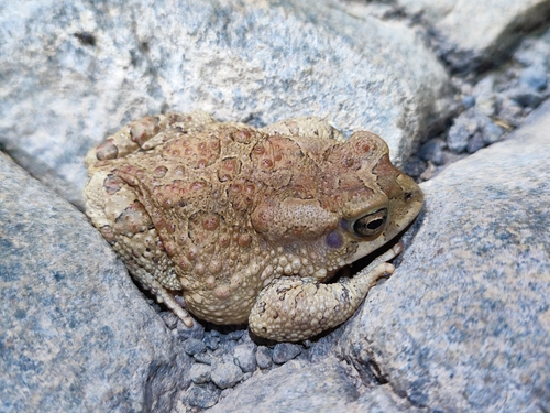 Mauritanian Toad