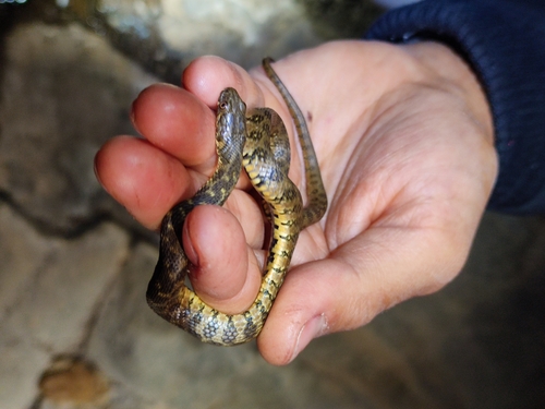 Viperine Snake