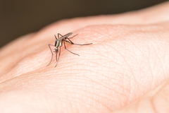 Psorophora longipalpus