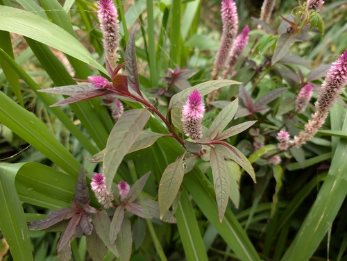 Celosia argentea observed 2025-06-15