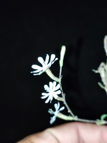 Silene corrugata