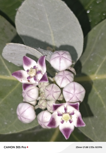 giant milkweed