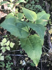 Rudbeckia occidentalis