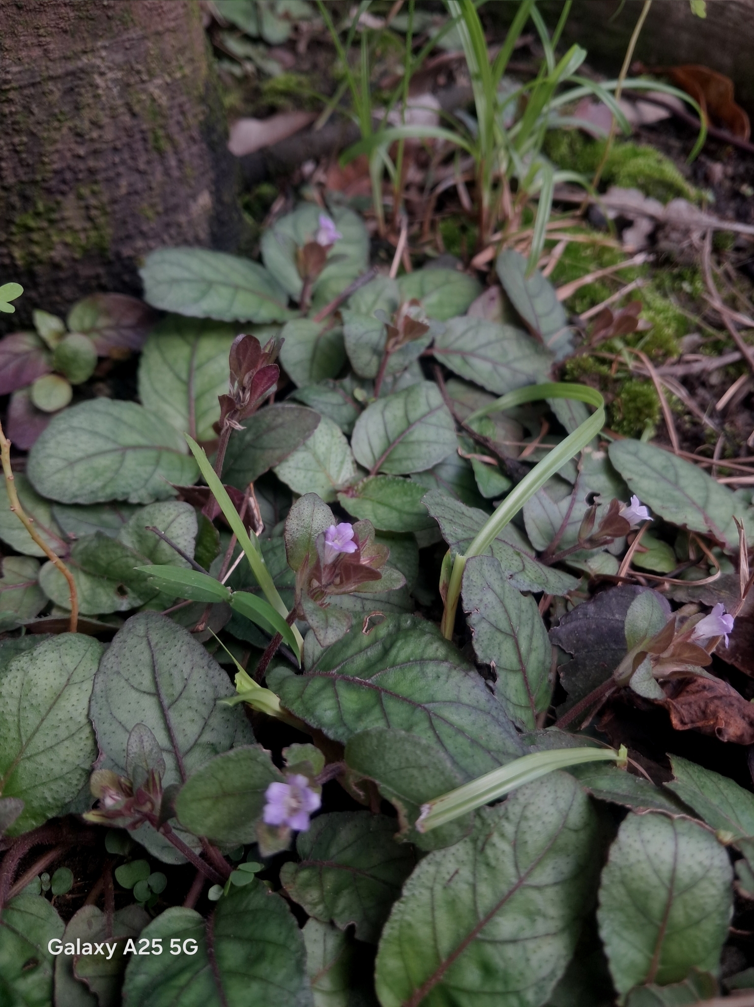 Strobilanthes reptans — ảnh 3
