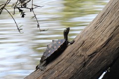 Graptemys flavimaculata