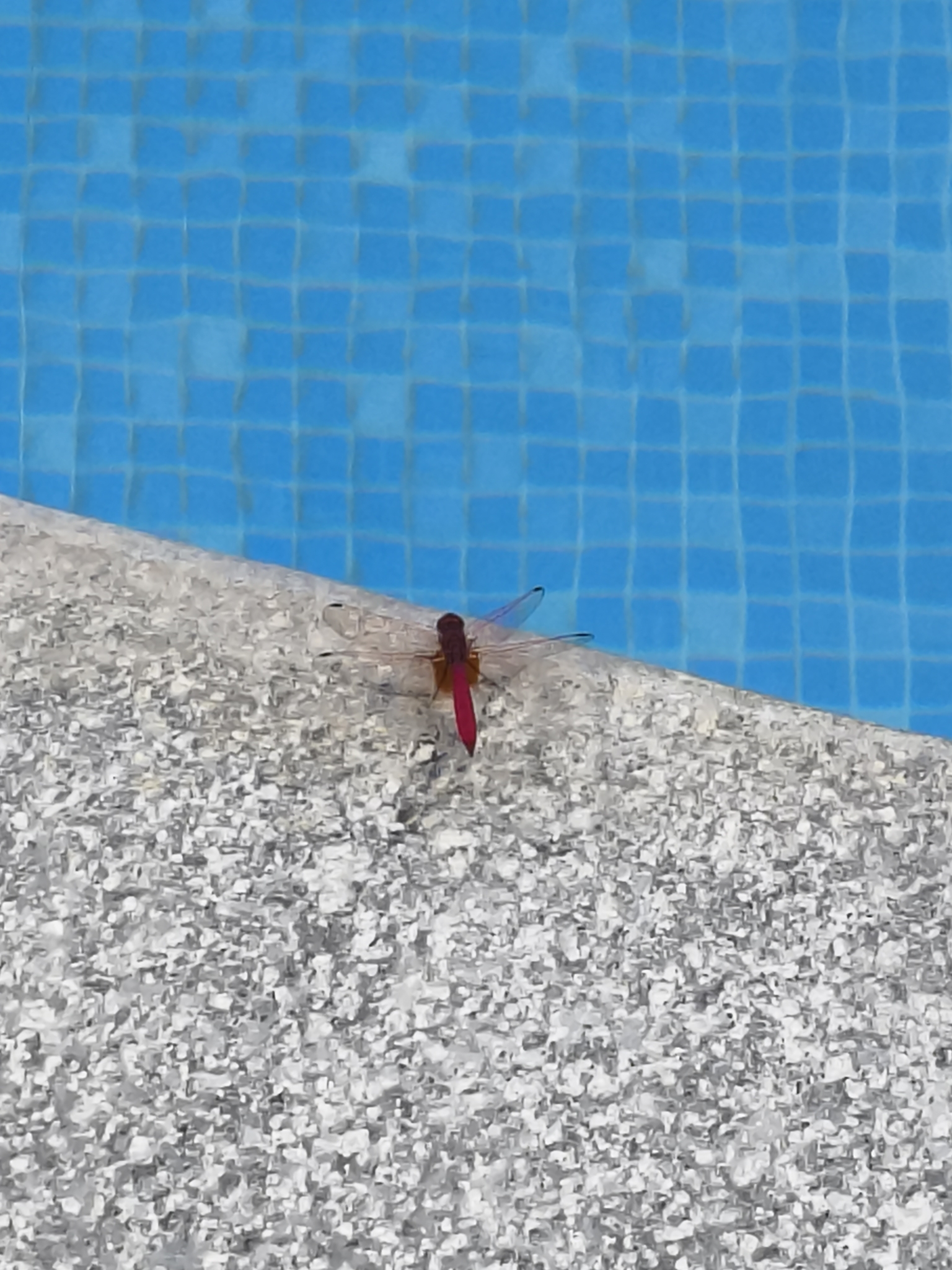 Crimson Marsh Glider