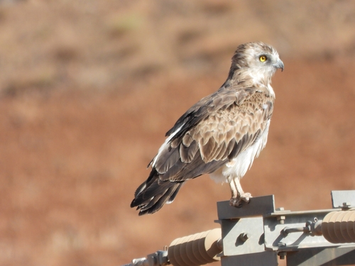 Short-toed Snake-Eagle