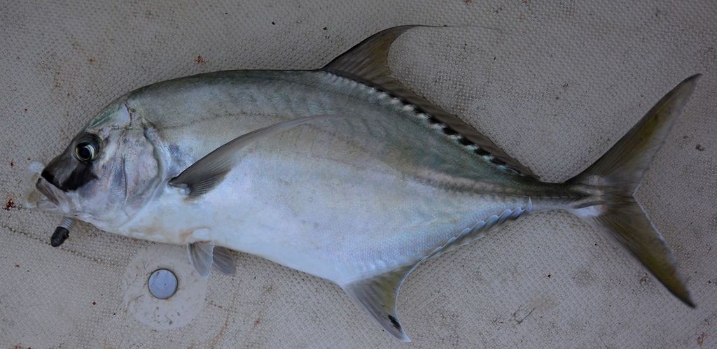 Shadow Trevally from Townsville on October 13, 2016 by Morgan Grant ...