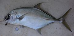 Carangichthys dinema