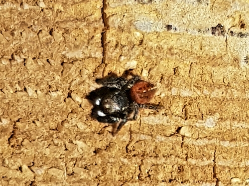 Pellenes diagonalis