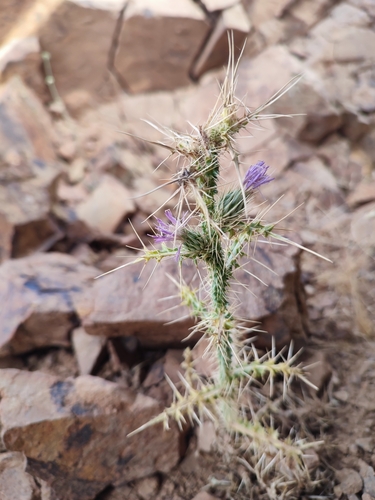 Carduus chevallieri