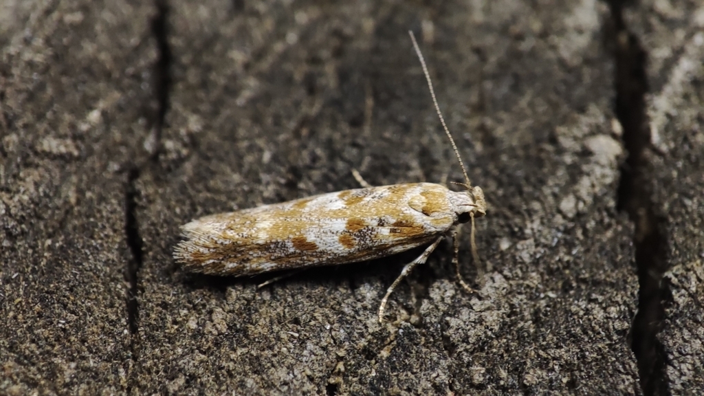 Sea-aster Groundling