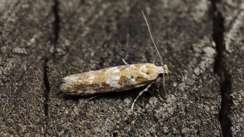 Sea-aster Groundling