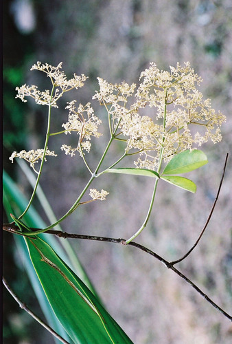 Hippocratea myriantha