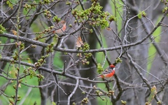 Epthianura tricolor