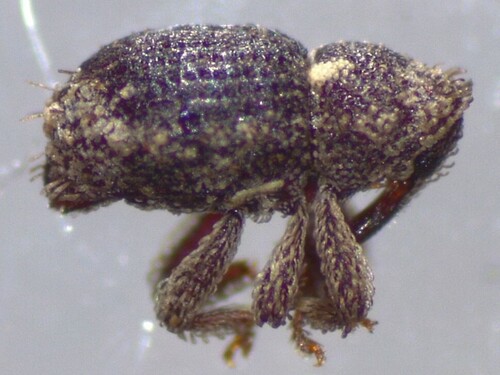 Microcryptorhynchus, 2025-06-16