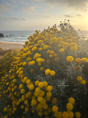 Santolina chamaecyparissus