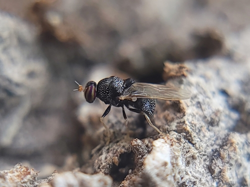 Unknown species found near Eagle, ID, USA