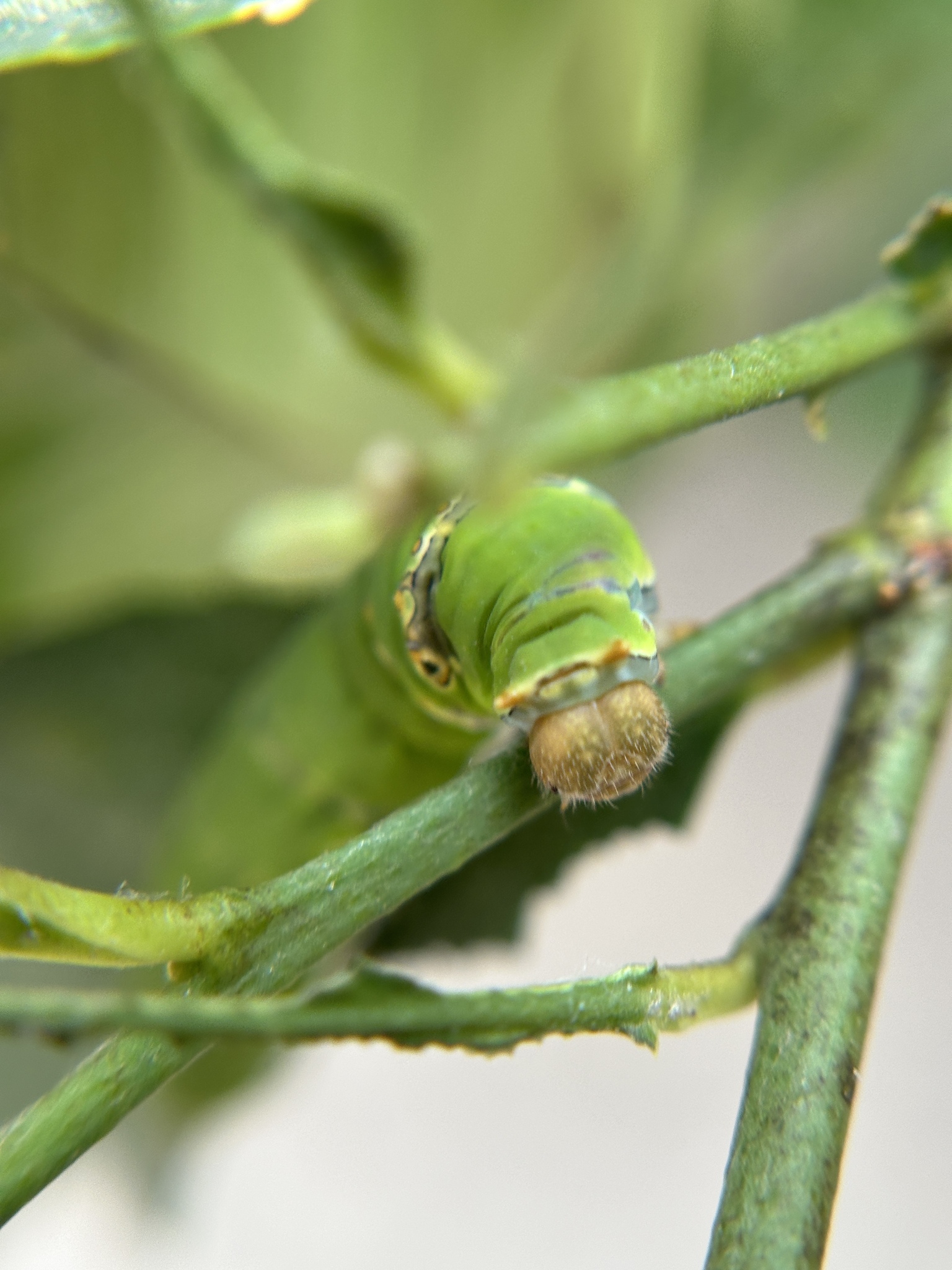 Lime Swallowtail
