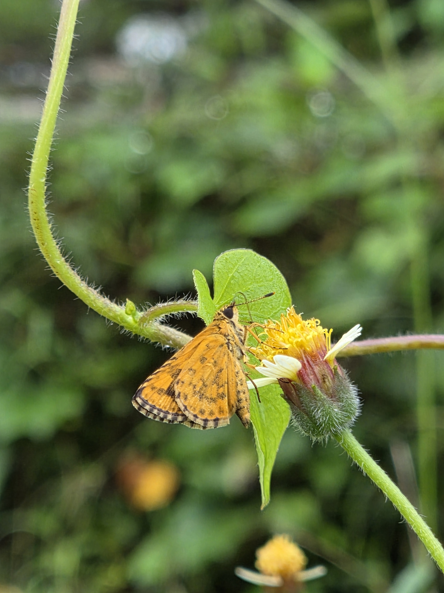 Bush Hopper