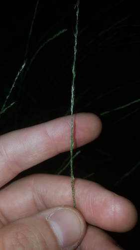 Muhlenbergia schreberi iNat (3)
