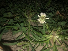 Trifolium repens