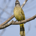 Pycnonotus flavescens - Photo (c) Mike (NO captive birds) in Thailand,  זכויות יוצרים חלקיות (CC BY-NC-ND)