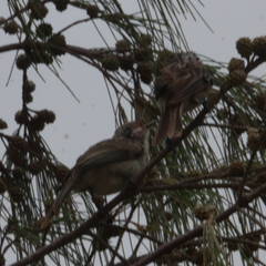 Plectorhyncha lanceolata