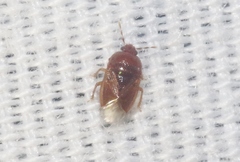 Amnestus pusillus