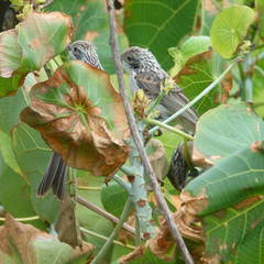 Plectorhyncha lanceolata