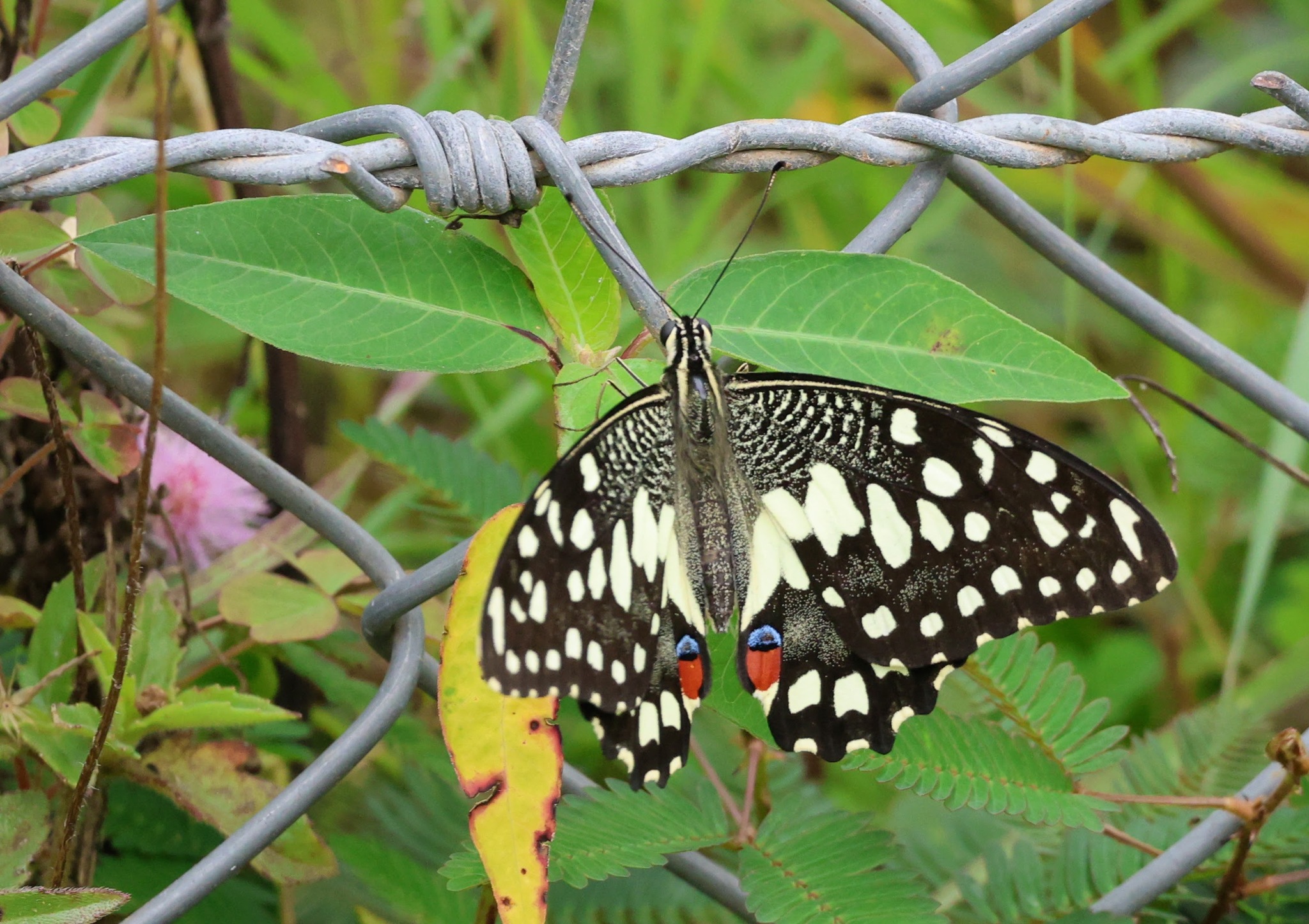 Lime Swallowtail