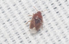 Amnestus pusillus