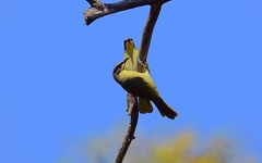 Lichenostomus cratitius