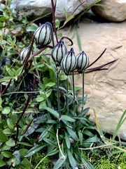 Silene uralensis uralensis