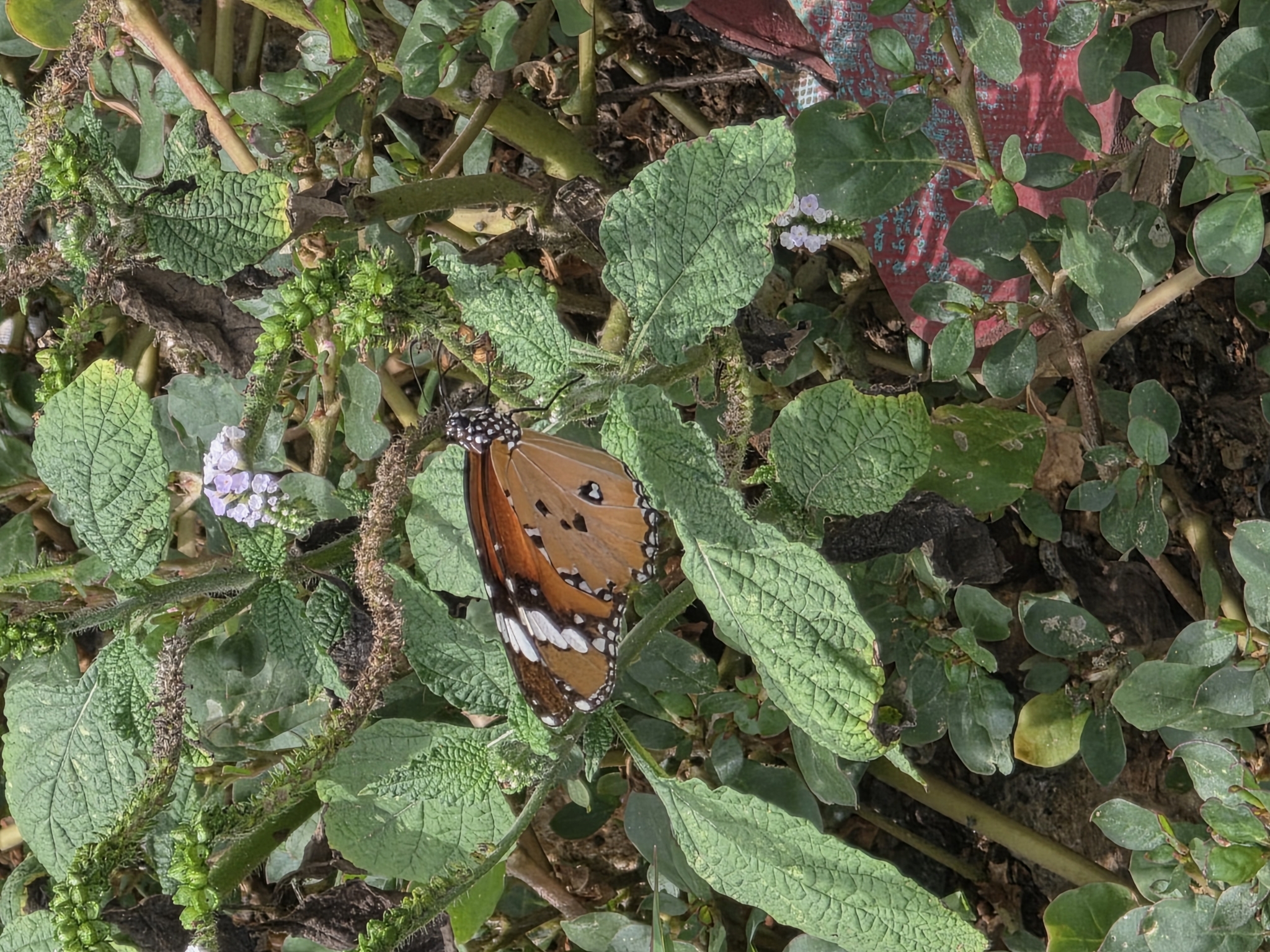 Plain Tiger