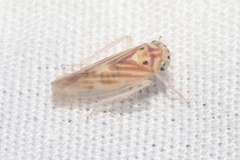 Caladonus coquilletti