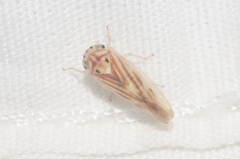 Caladonus coquilletti