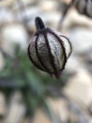 Silene uralensis uralensis