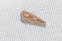 Caladonus coquilletti