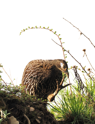 Chinese Monal (Lophophorus lhuysii), photo 9