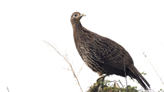 Chinese Monal photo 4