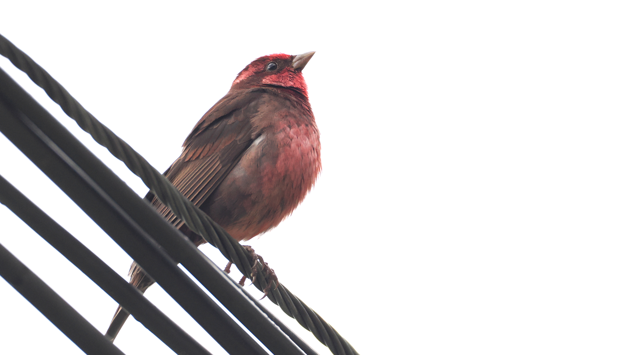 Dark-breasted Rosefinch