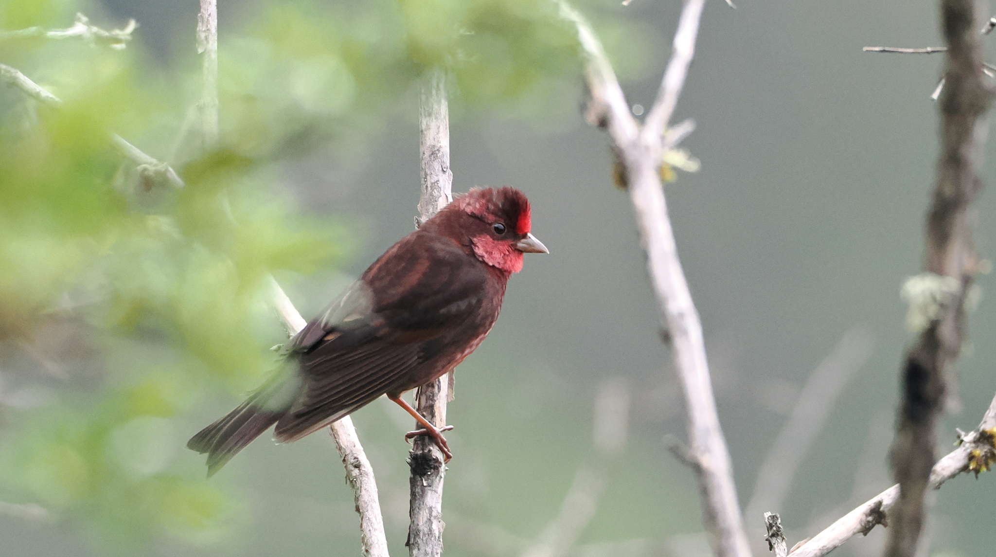 Dark-breasted Rosefinch
