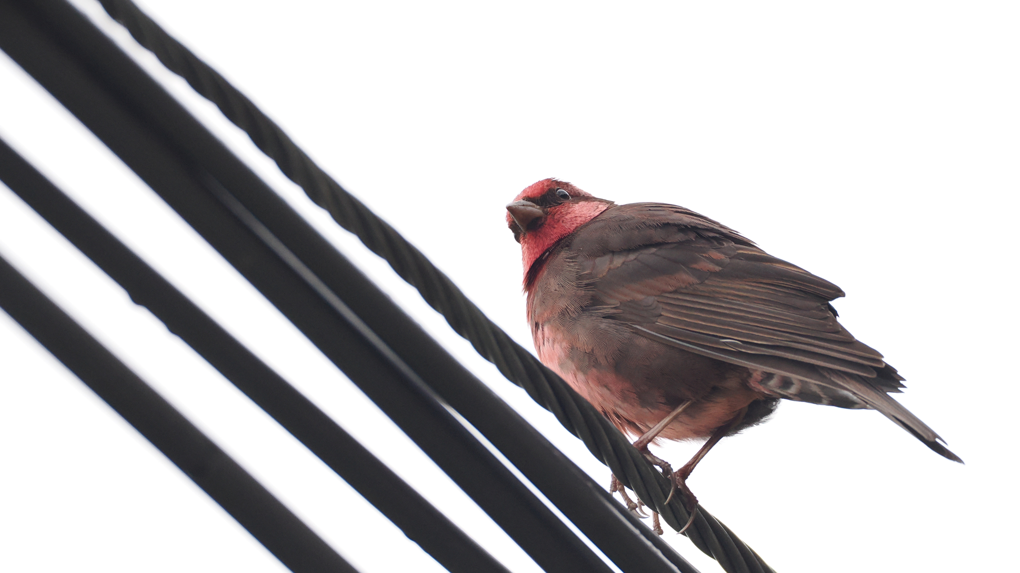 Dark-breasted Rosefinch