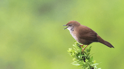 Spotted Bush Warbler (Locustella thoracica)