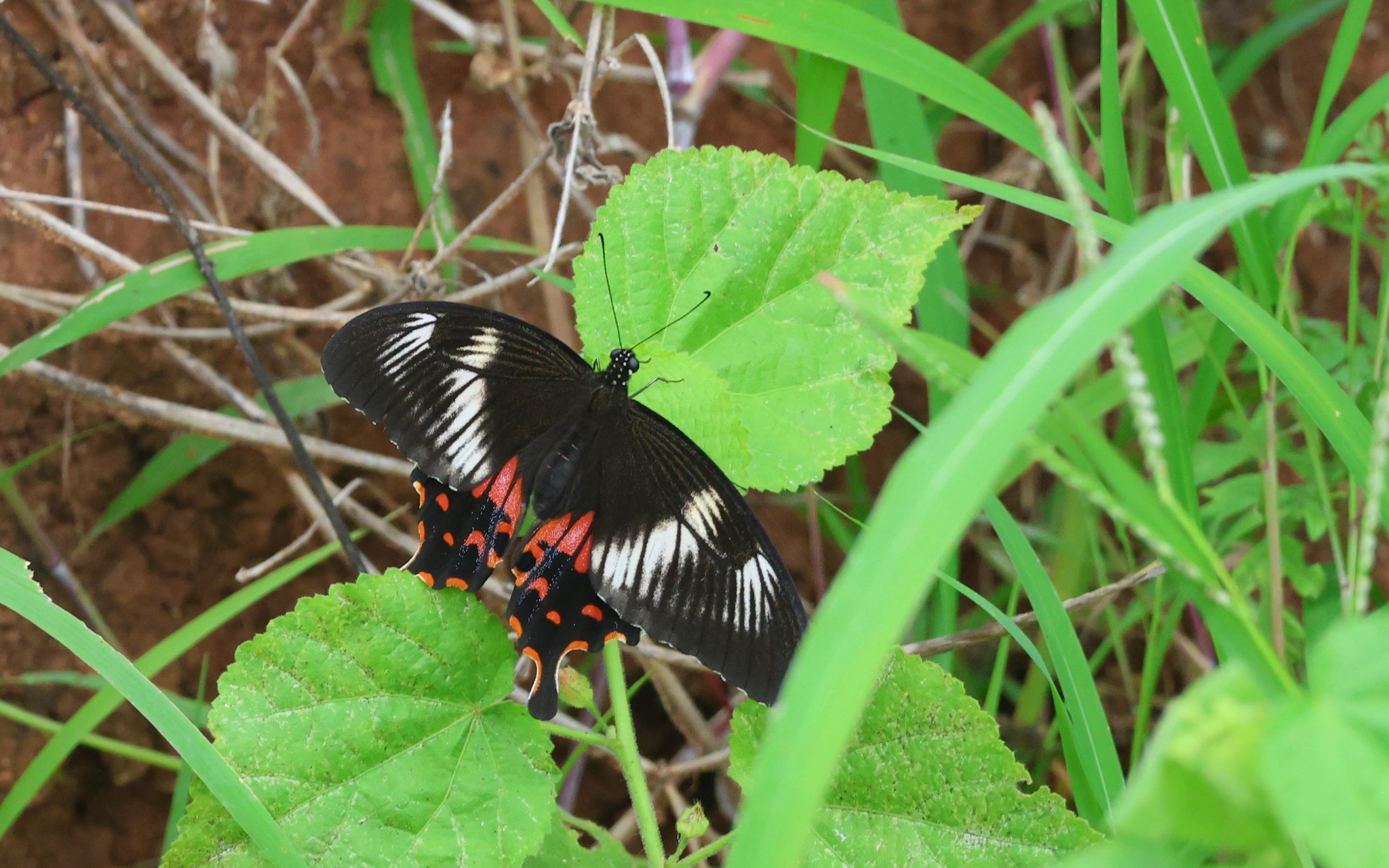 Common Mormon